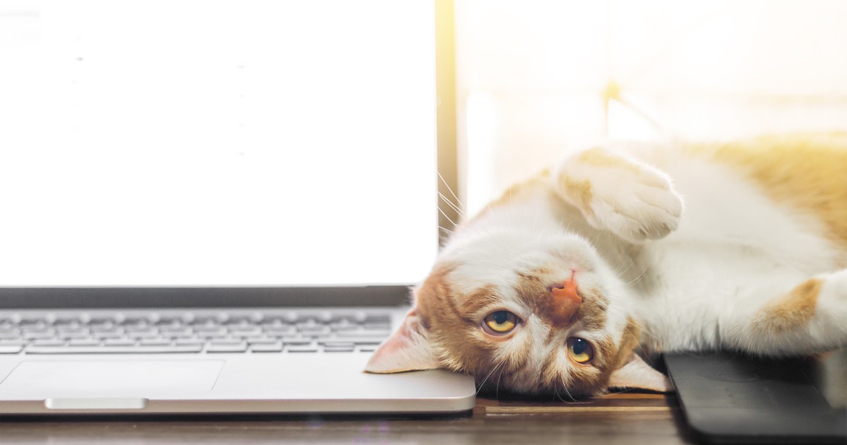 Katze stört im Home Office: So kannst du sie ablenken