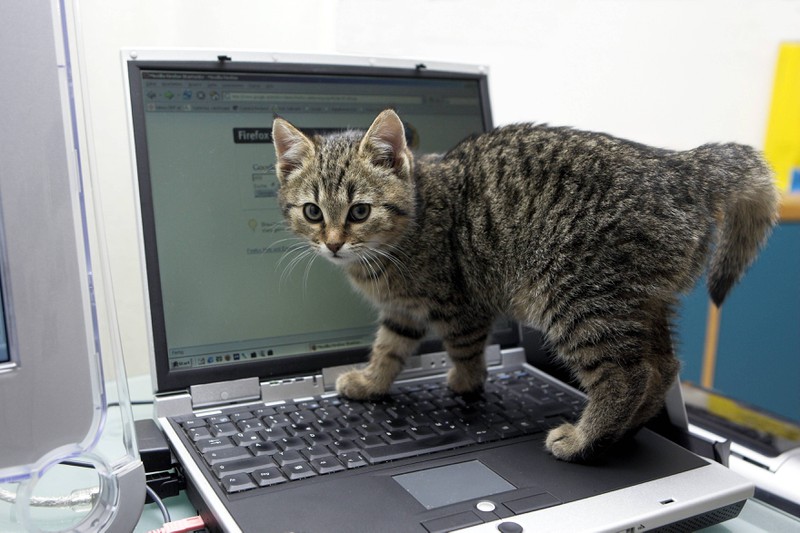 Eine Katze liebt es, auf Tastaturen zu steigen.
