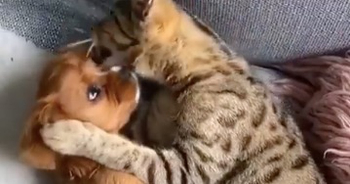 Wie süß! Katze verliebt sich in einen Hundewelpen