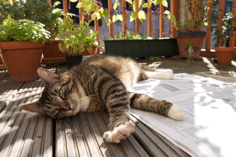 Katzen lieben es an der frischen Luft und in der Sonne zu sein.