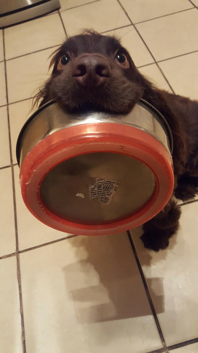 Das Bild zeigt einen gierigen Hund, der sein Fressen haben möchte.