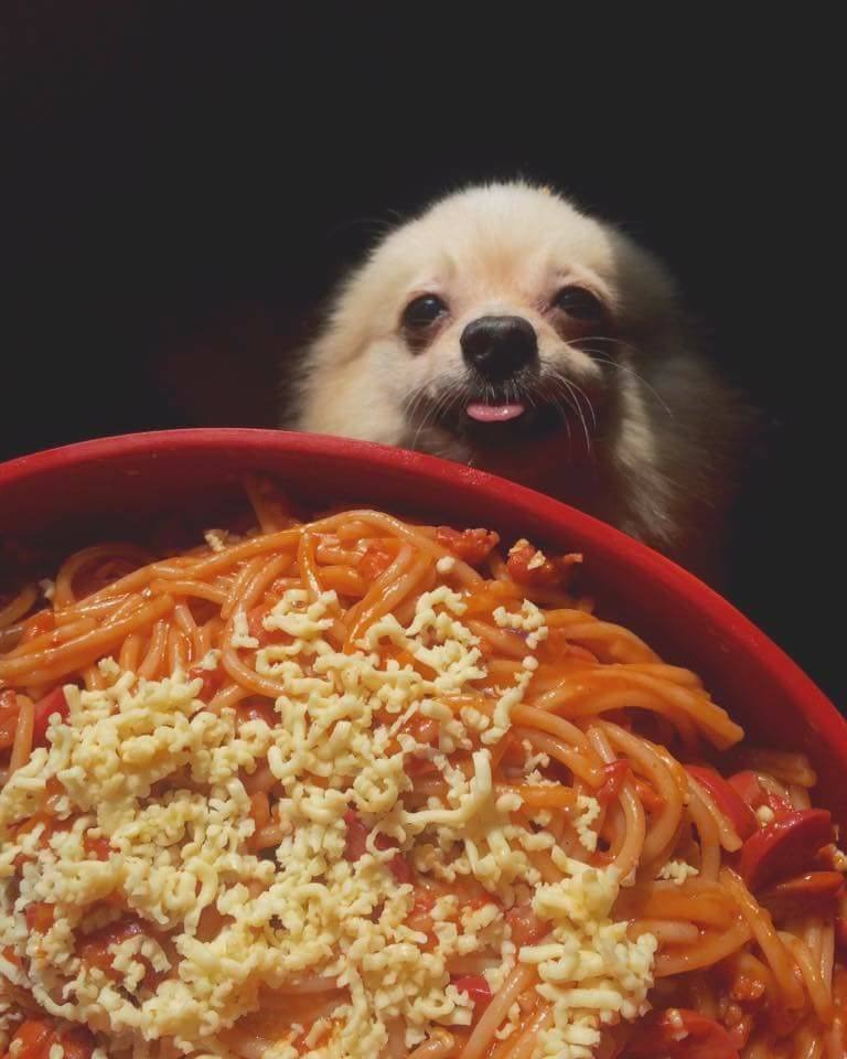 Der Hund starrt verzückt auf das Essen.