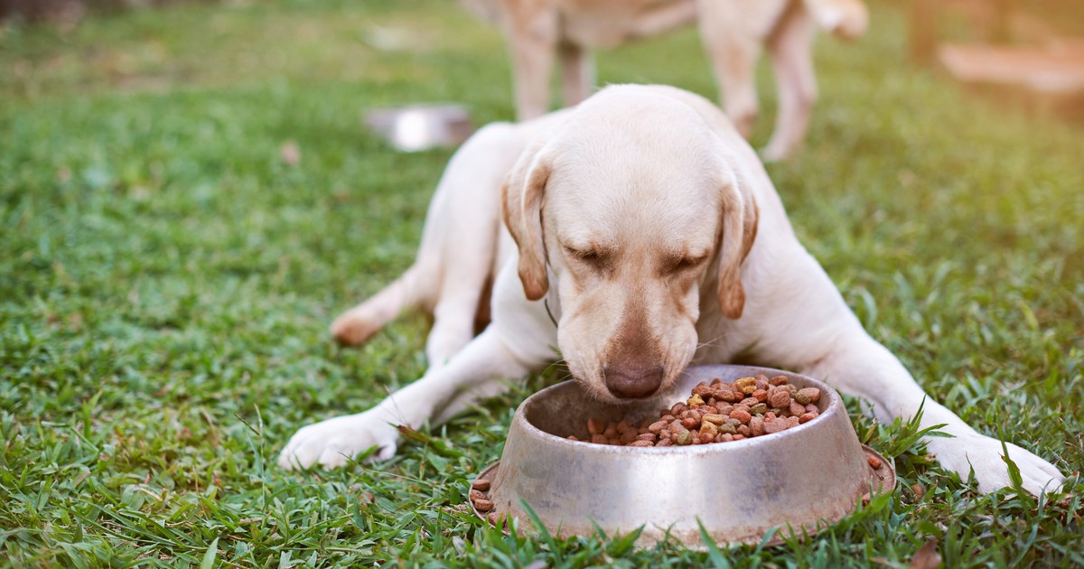 10 süße Bilder von hungrigen Hunden