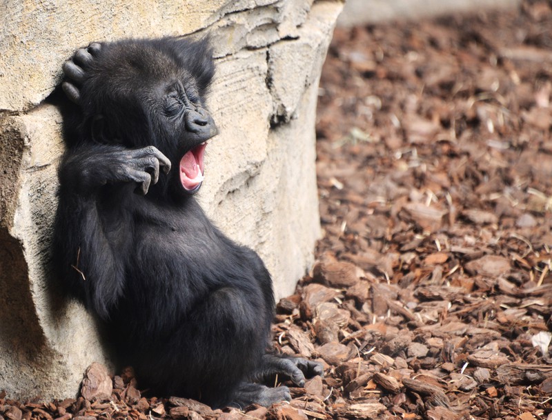 Das Gorilla-Baby soll von der Mutter gut umsorgt werden.