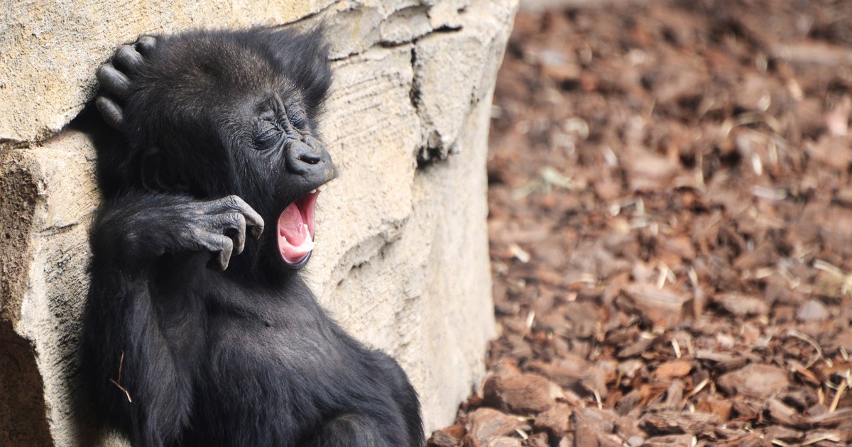 Seit 16 Jahren: Zoo Berlin begrüßt das erste Gorilla-Baby