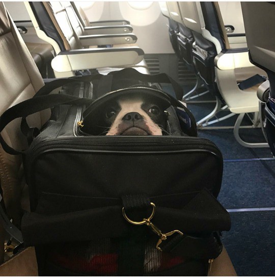 Der lustige Hund schaut aus dem Gepäck.