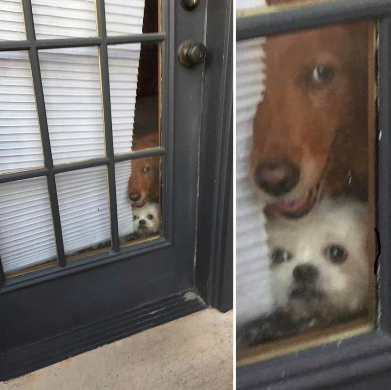 Die Hunde sehen sehr witzig aus, wie sie sich um das Türfenster drängeln.
