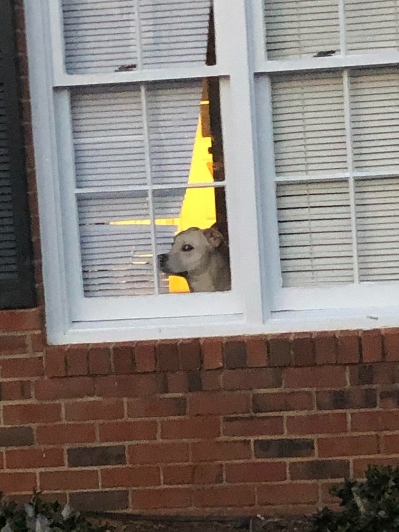 Hund guckt aus dem Fenster und beobachtet die Einfahrt.