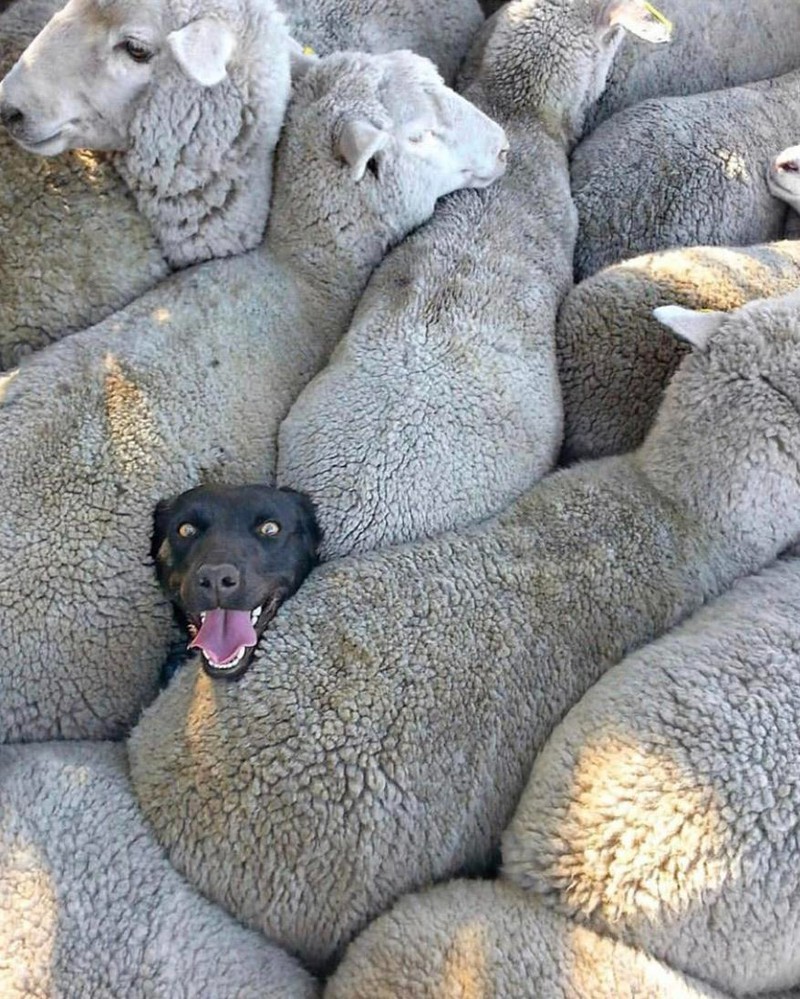 Hund versteckt sich zwischen den Schafen.