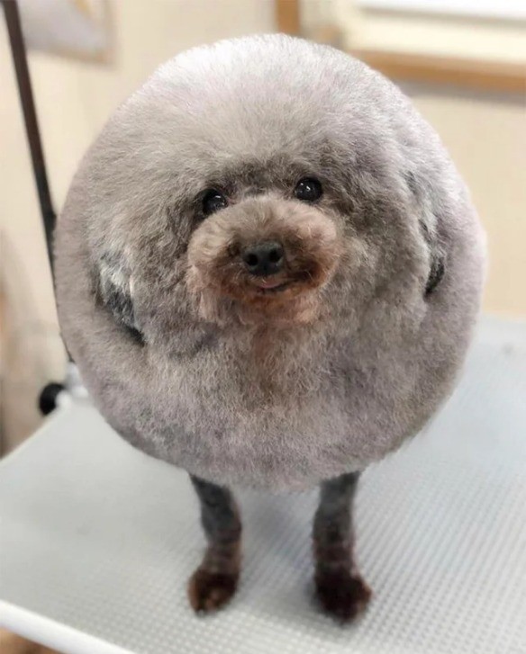 Der Haarschnitt des Hundes macht ihn selbst zu einem Ball.