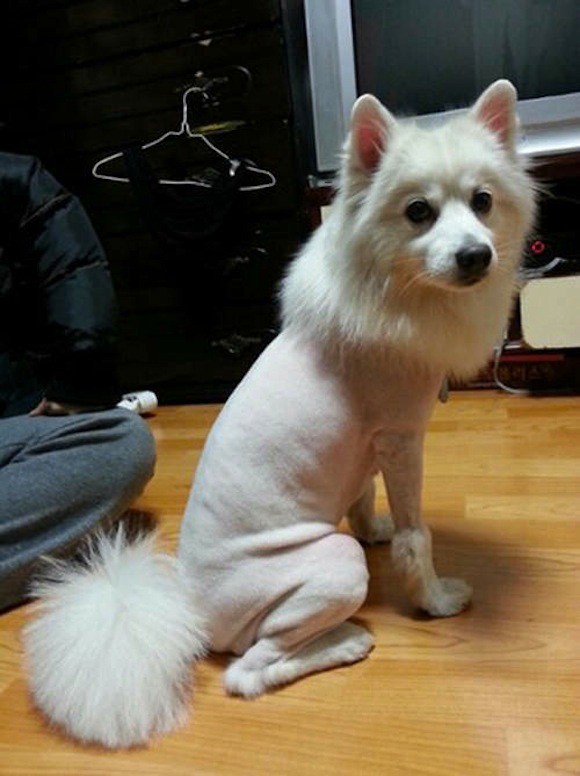 Der Hund hat sich von einem flauschigen Wesen in einen halben Nacktmull verwandelt.