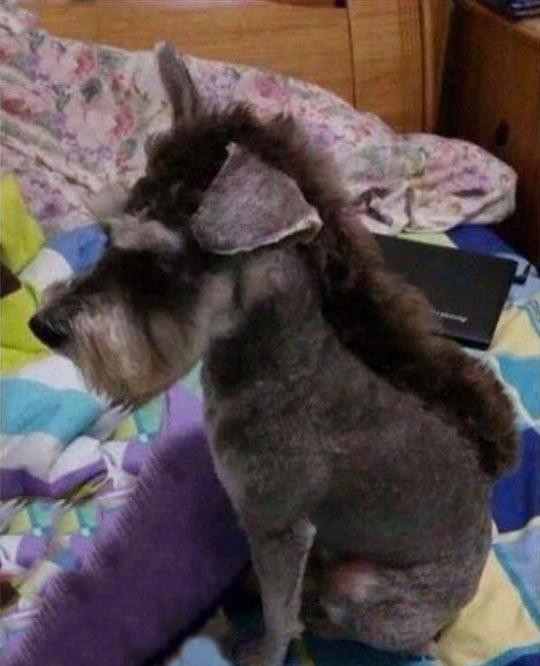 Die Frisur war aus gutem Grund nie für Hunde konzipiert.