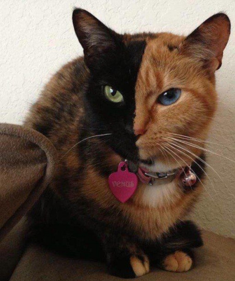 Die Katze sieht farblich zweigeteilt aus.