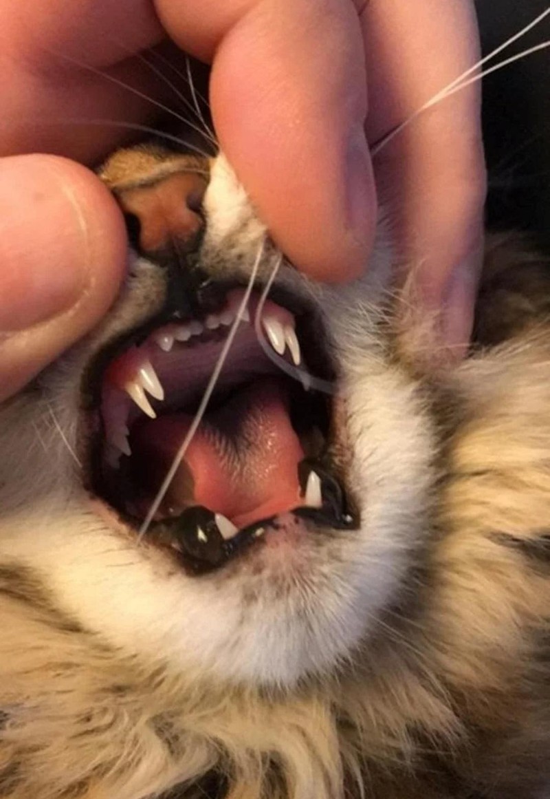 In dem Gebiss der Katze sind außergewöhnlich viele Schneidezähne.