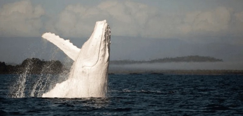 Vor Australiens Goldküste wurde ein Albino-Wal gesichtet.