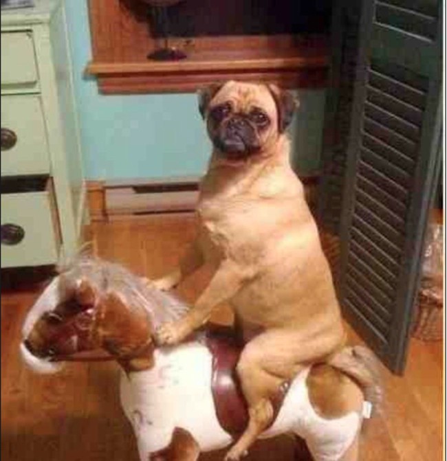 Der Hund wollte bestimmt nicht dabei ertappt werden, wie er auf seinem Pferdchen reitet.
