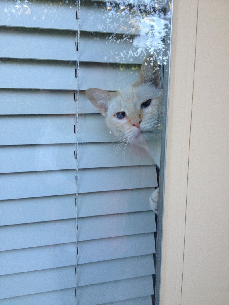 Eine niedliche weiße Katze wurde dabei gesichtet, wie sie die Welt draußen beobachtet.