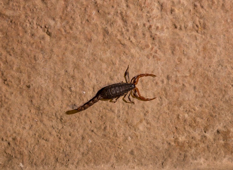 Ein roter indischer Skorpion läuft über einen Steinboden.