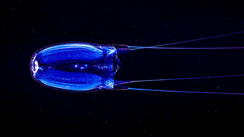 Eine Würfelqualle schwimmt durch das Meer.