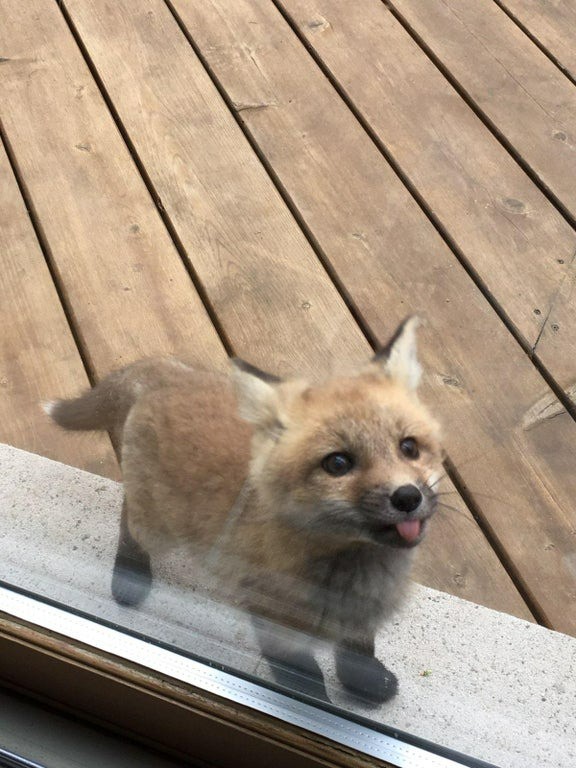 Ein Fuchsbaby, das sich an der Tür geirrt hat - aber süß aussieht