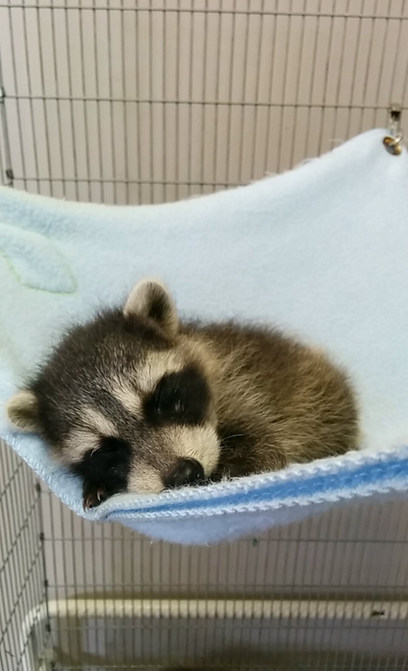 Ein kleines Waschbär Baby, das schläft und super süß aussieht
