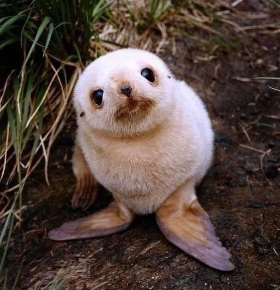 Junge Robben zählen zu den süßesten Babytieren.