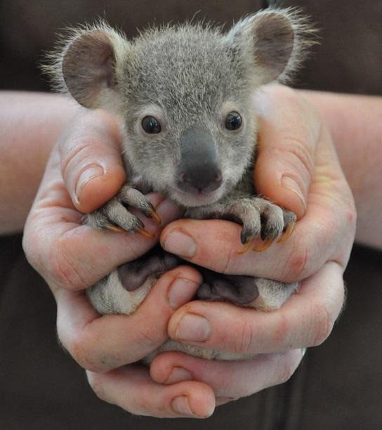 Koala-Babys gehören zu den niedlichsten Tiersäuglingen!