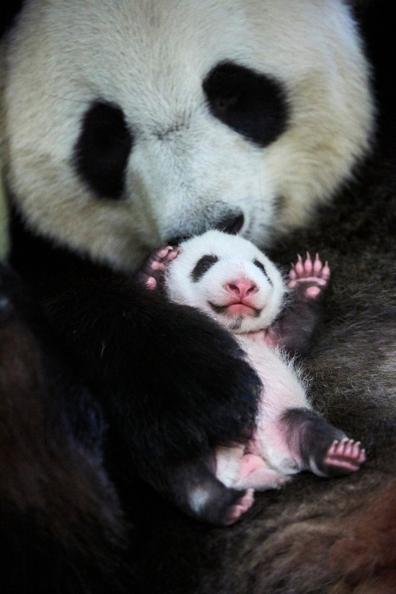 Pandas sind auch im Erwachsenenalter zuckersüß.