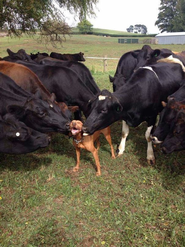 Ein Hund strahlt zwischen Kühen.