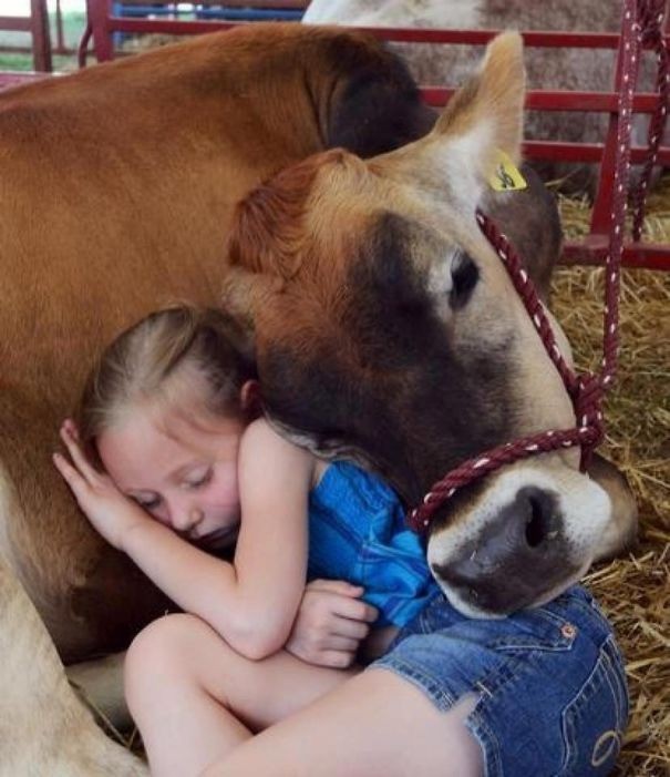 Eine Kuh kuschelt mit einem kleinen Mädchen.