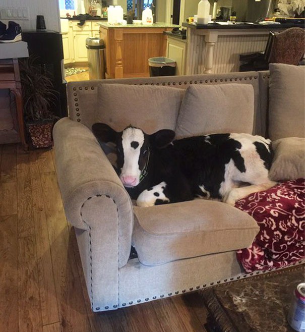 Süße Kuh liegt auf einem Sofa.