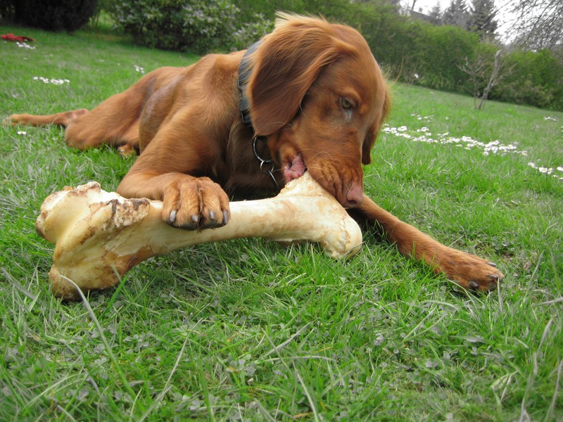 Knochen und Hufe können eine enorme Belastung für die Zähne von Hunden darstellen.