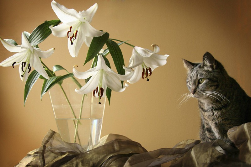 Lilien können bei Katzen tödliche Nierenschäden verursachen.