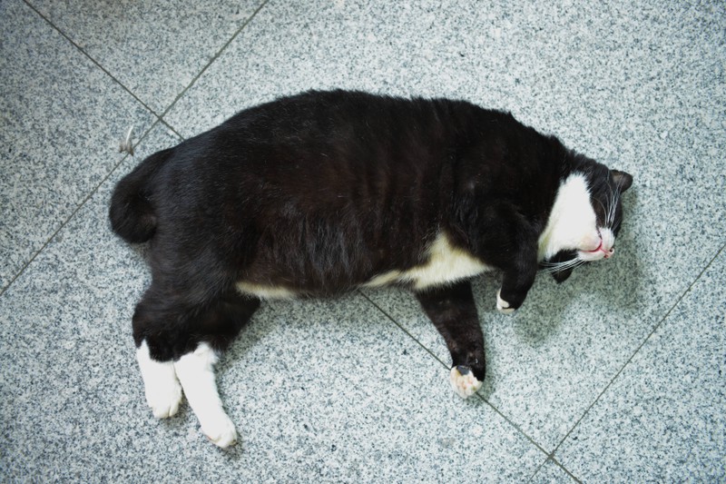 Eine dicke Katze, die zu faul ist, um sich zu bewegen