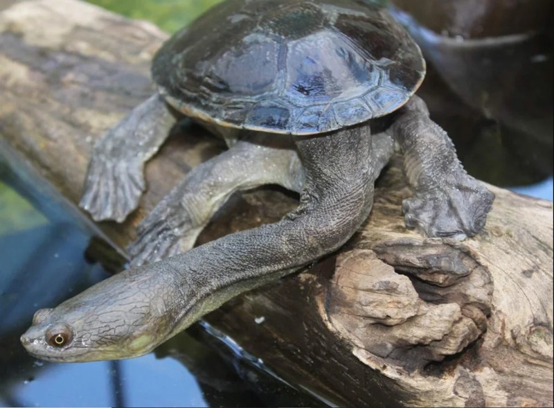 Eine Glattrücken-Langhals-Schildkröte streckt sich zum Wasser.
