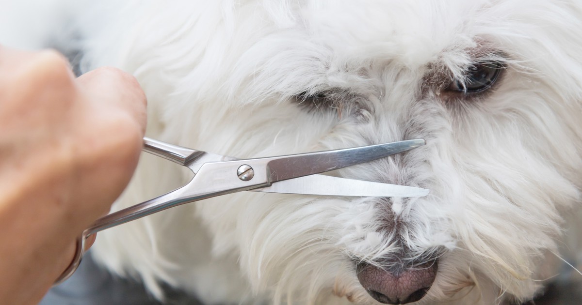 Hundesalon: So süß sehen Hunde nach dem Friseurbesuch aus