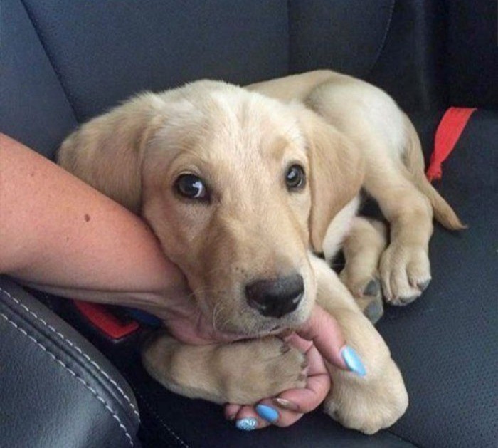 Der Hund braucht eine helfende Hand, um sich im Auto zu beruhigen