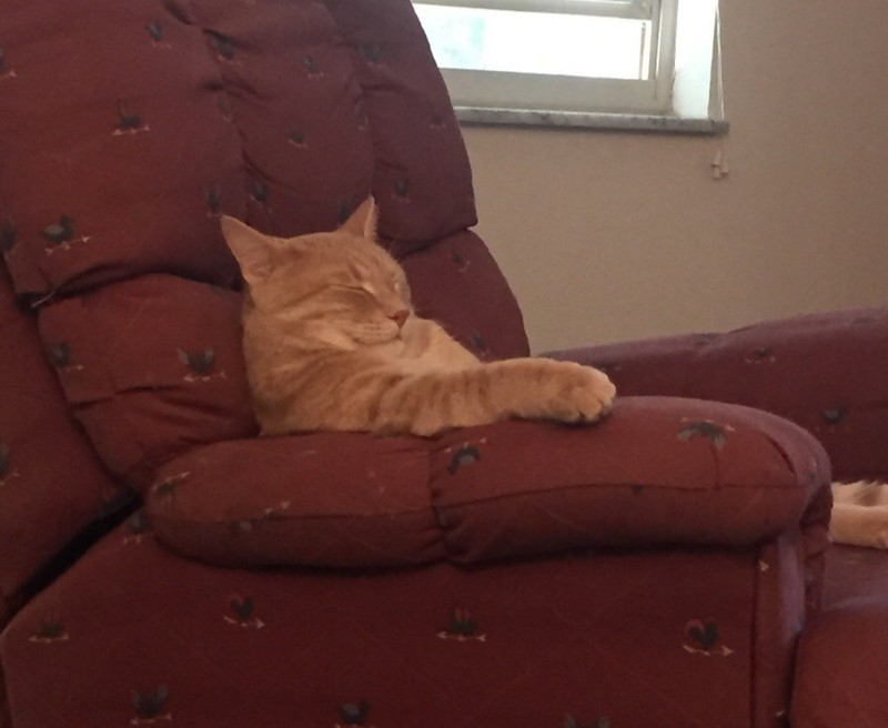 Die Katze mag es wohl, wie der „komische Onkel“ auf dem Sessel zu schlafen.