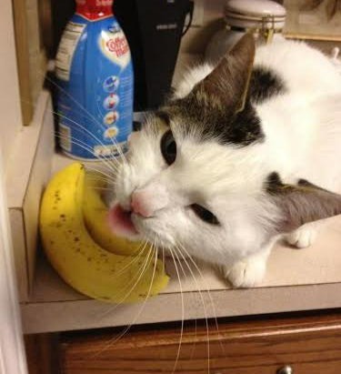 Warum es die Katze so sehr mag, Bananen abzulecken, weiß der Besitzer auch nicht so recht.