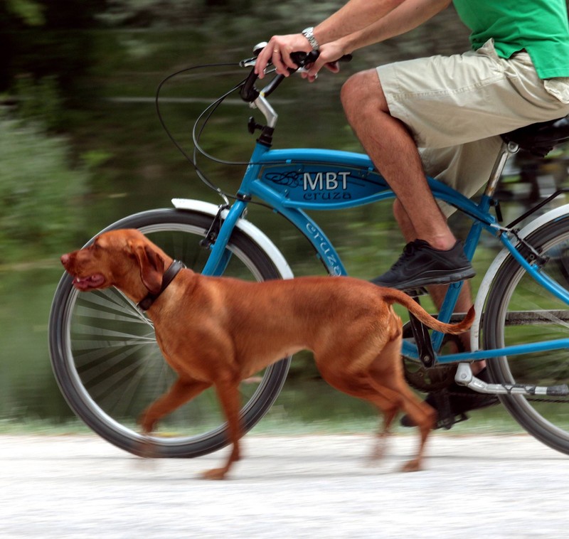 Besonders beim Fahrradfahren lauert die Gefahr, dass sich dein Hund überanstrengt.