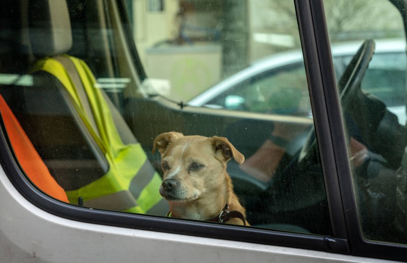 Darf ich die Scheibe eines Autos einschlagen, wenn es warm ist und sich ein Hund darin befindet?