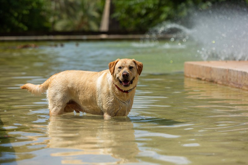 Es gibt einige Dinge die du tun kannst, um deinen Hund durch den Sommer zu bringen.