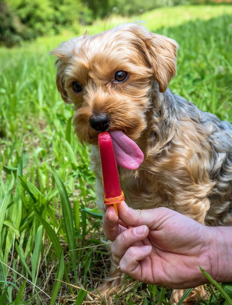 Hunde brauchen im Sommer eine Erfrischung, zum Beispiel mit Hilfe von Joghurteis.
