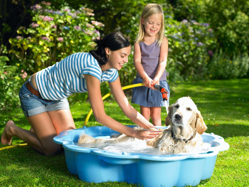 Hundepools sorgen bei Vierbeinern im Sommer für die gewollte Abkühlung.