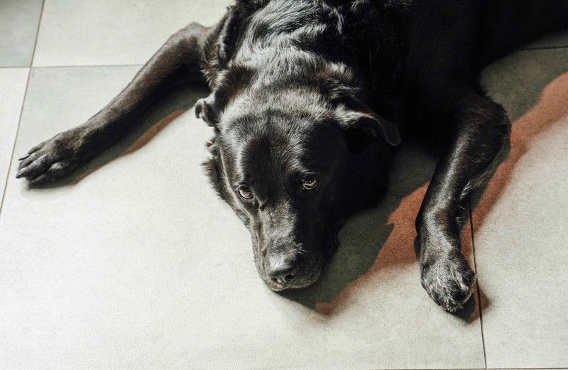 Im Sommer sollte dein Hund die Möglichkeit haben sich ungestört abkühlen zu können.