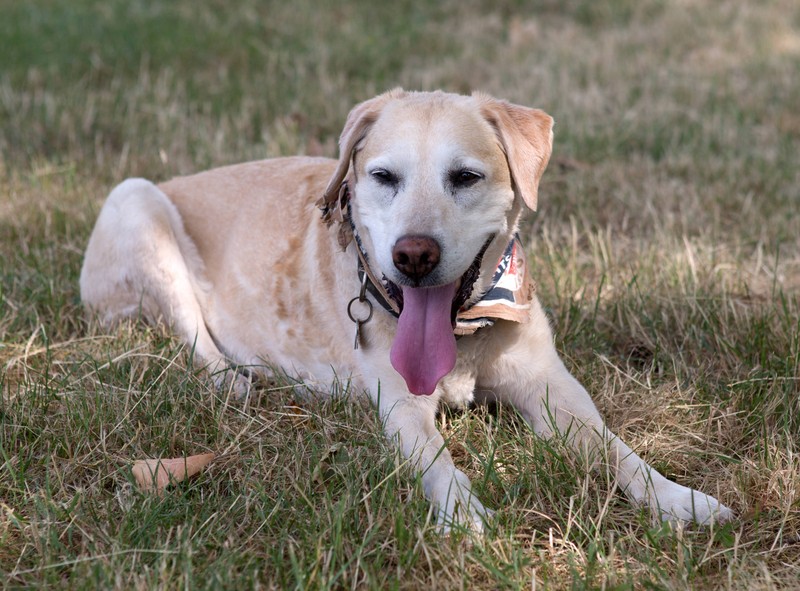 Während der Mittagshitze solltest du mit deinem Hund nicht Gassi gehen.