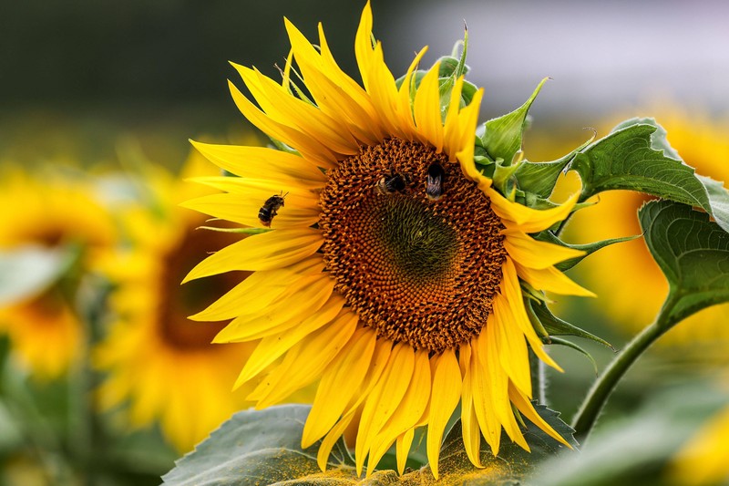 Bienen sind wichtig für das Gleichgewicht unseres Ökosystems.