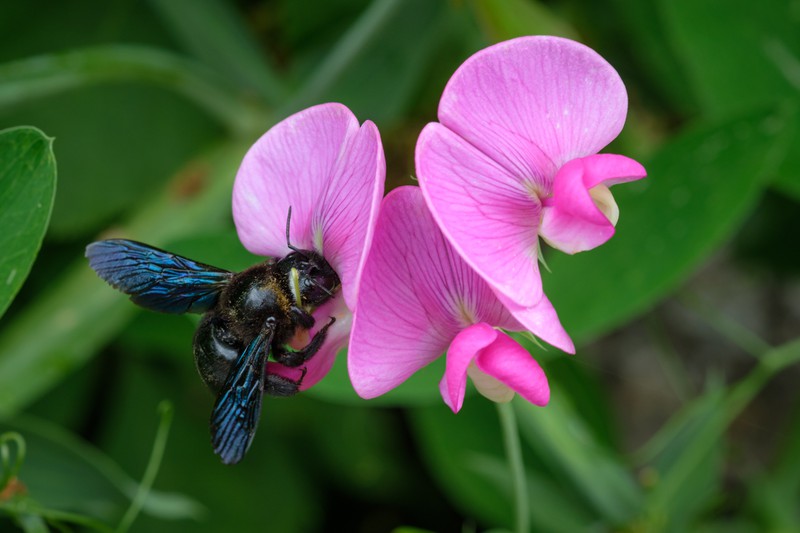 Die Blaue Holzbiene wird gerne mit Hummeln oder Käfern verwechselt.