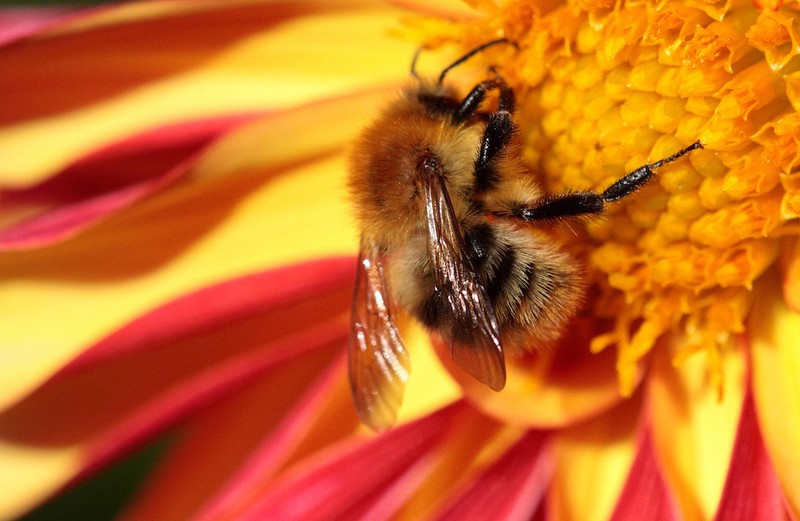 Die Streifen von Bienen sind wegen ihrer Härchen nicht so markant wie die der Wespe.