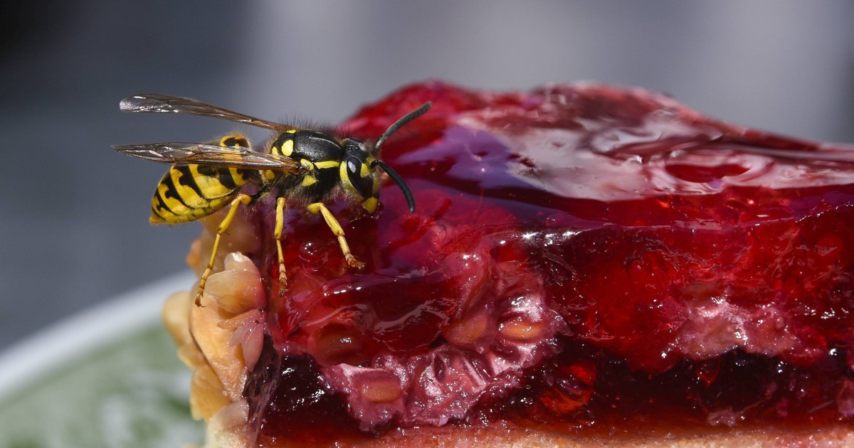 Bienen, Wespen, Hummeln: Fakten, die du wissen musst